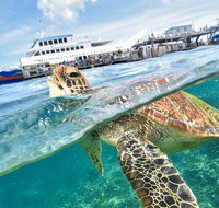 Outer Reef Pontoon Experience from Cairns - Accommodation Nelson Bay