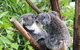 Classic Kuranda By Skyrail And Scenic Railway Including Rainforestation, Koala And Wildlife Park And Pamagirri Aboriginal Experi - thumb 4