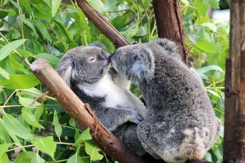 Classic Kuranda By Skyrail And Scenic Railway Including Rainforestation, Koala And Wildlife Park And Pamagirri Aboriginal Experi - Accommodation Nelson Bay 4