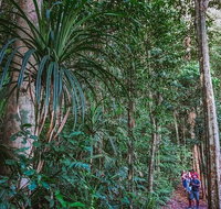 Atherton Tablelands Rain Forest by Night from Cairns - Accommodation Nelson Bay