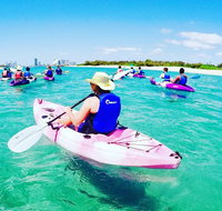 Half Day Dolphin Kayaking and Snorkeling Tour - Accommodation Nelson Bay