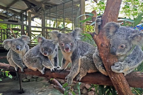 Cairns 2-Day Combo: Great Barrier Reef Cruise And Kuranda - Accommodation Nelson Bay 6