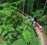 Daintree Rainforest Cape Tribulation and Bloomfield Track Small Group Tour - Accommodation Nelson Bay