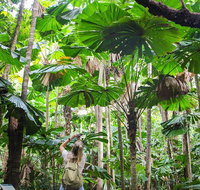 2-Day Cape Tribulation and Daintree Rainforest Tour from Cairns /Port Douglas - Accommodation Nelson Bay