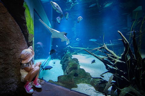 Cairns Aquarium Admission Ticket - Accommodation Nelson Bay 1