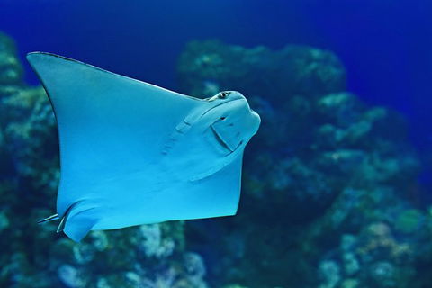 Cairns Aquarium Admission Ticket - Accommodation Nelson Bay 2