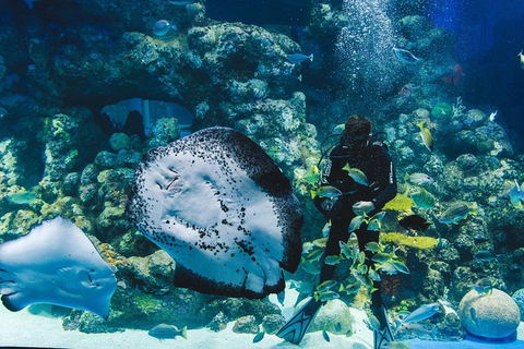 Cairns Aquarium Admission Ticket - Accommodation Nelson Bay 4