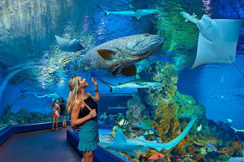 Cairns Aquarium Admission Ticket - Accommodation Nelson Bay 0