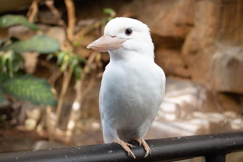 Cairns ZOOM And Wildlife Dome - Accommodation Nelson Bay 3
