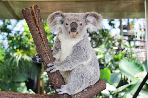 Cairns ZOOM And Wildlife Dome - Accommodation Nelson Bay 6