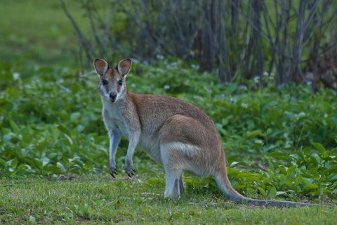 Cairns 4WD Waterfall And Rainforest Tour Including Kuranda Scenic Railway - Accommodation Nelson Bay 7