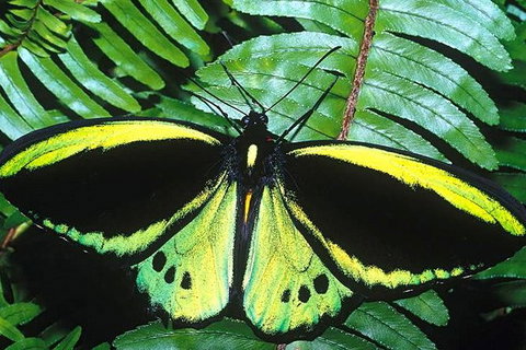 Cairns 4WD Waterfall And Rainforest Tour Including Kuranda Scenic Railway - Accommodation Nelson Bay 1