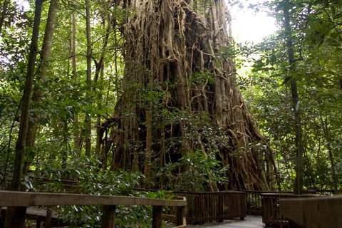 Cairns 4WD Waterfall And Rainforest Tour Including Kuranda Scenic Railway - Accommodation Nelson Bay 5