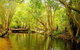 Cairns 4WD Waterfall And Rainforest Tour Including Kuranda Scenic Railway - thumb 9