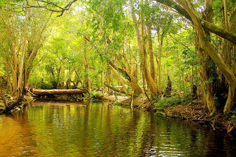 Cairns 4WD Waterfall And Rainforest Tour Including Kuranda Scenic Railway - Accommodation Nelson Bay 9