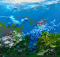 Full Day Snorkel In The Great Barrier Reef - Accommodation Nelson Bay