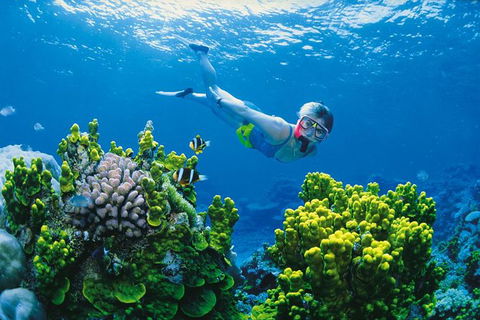 Full Day Snorkel In The Great Barrier Reef - Accommodation Nelson Bay 0