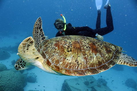 Full Day Snorkel In The Great Barrier Reef - Accommodation Nelson Bay 4