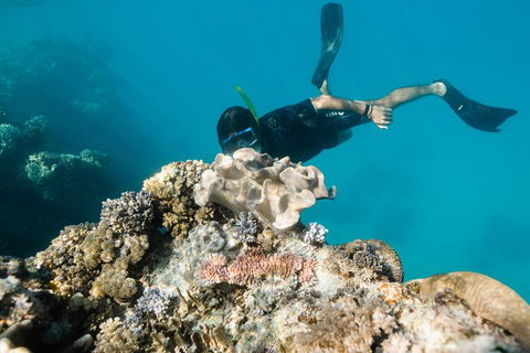 Full Day Snorkel In The Great Barrier Reef - Accommodation Nelson Bay 5
