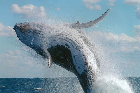 Great Barrier Reef Luxury Expedition Cruise Cabin Booking 7 Days 6 Night - Accommodation Nelson Bay 7