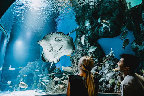 Cairns Aquarium Dive With The Sharks - Accommodation Nelson Bay 9