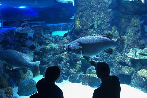 Cairns Aquarium Dive With The Sharks - Accommodation Nelson Bay 5