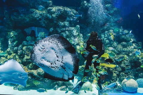 Cairns Aquarium Dive With The Sharks - Accommodation Nelson Bay 3