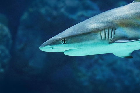 Cairns Aquarium Dive With The Sharks - Accommodation Nelson Bay 4