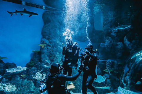 Cairns Aquarium Dive With The Sharks - Accommodation Nelson Bay 2