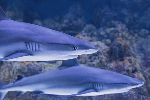 Cairns Aquarium Dive With The Sharks - Accommodation Nelson Bay 6