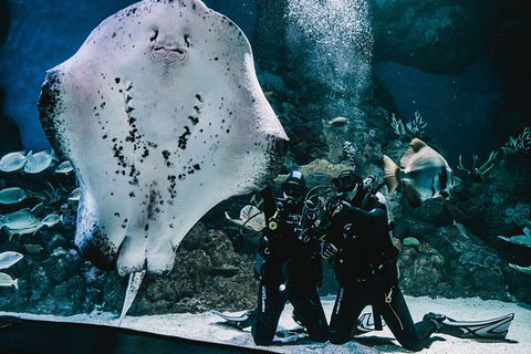 Cairns Aquarium Dive With The Sharks - Accommodation Nelson Bay 0