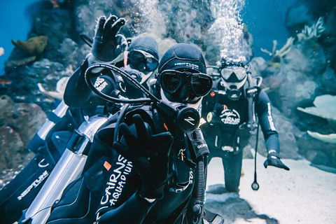 Cairns Aquarium Dive With The Sharks - Accommodation Nelson Bay 8