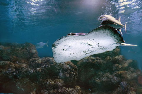 Cairns Aquarium Dive With The Sharks - Accommodation Nelson Bay 7