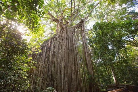Cairns Adventure Package- 4 Tours In 3 Days! - Accommodation Nelson Bay 2