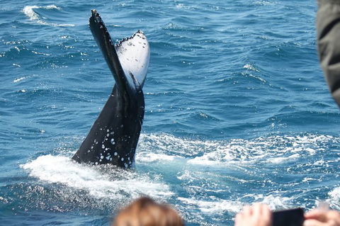 Half-Day Whale Watching In Urangan - Accommodation Nelson Bay 2