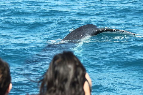 Half-Day Whale Watching In Urangan - Accommodation Nelson Bay 7