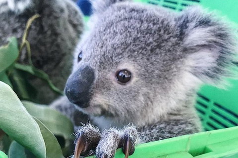 Nature By Night - Accommodation Nelson Bay 4