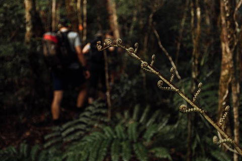 Cairns Rainforest Hiking Experience Incredible Mountains Remote Waterfall - Accommodation Nelson Bay 2