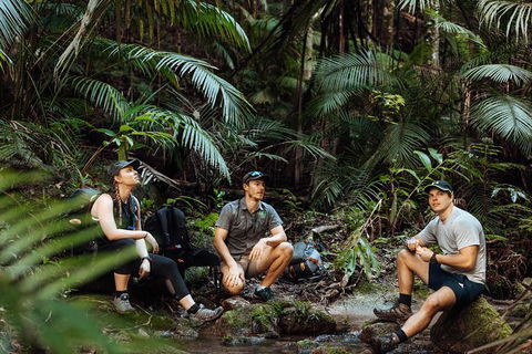 Cairns Rainforest Hiking Experience Incredible Mountains Remote Waterfall - Accommodation Nelson Bay 4