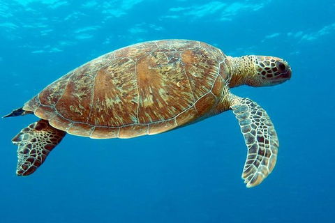 Cairns & Port Douglas All-Inclusive 7 Days Touring Package - Accommodation Nelson Bay 1