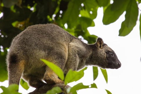 Cairns & Port Douglas All-Inclusive 7 Days Touring Package - Accommodation Nelson Bay 8