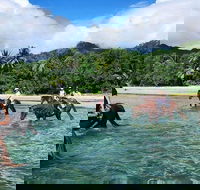 Afternoon Beach Horse Ride in Cape Tribulation - Accommodation Nelson Bay