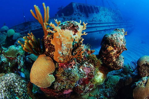 PADI Diving Courses On The Gold Coast - Accommodation Nelson Bay 3