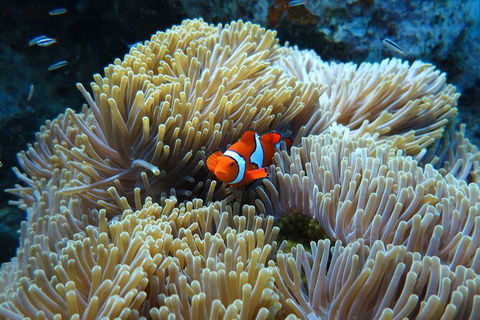 PADI Diving Courses On The Gold Coast - Accommodation Nelson Bay 4