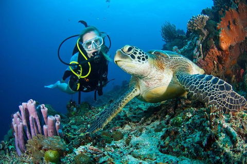 PADI Diving Courses On The Gold Coast - Accommodation Nelson Bay 1