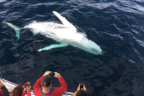 PRIVATE Whale Watching Tour - Up To 11 People In Your Group - Nelson Bay Accommodation.com 1