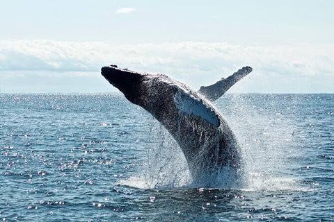 PRIVATE Whale Watching Tour - Up To 11 People In Your Group - Nelson Bay Accommodation.com 0