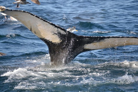 PRIVATE Whale Watching Tour - Up To 11 People In Your Group - Nelson Bay Accommodation.com 2