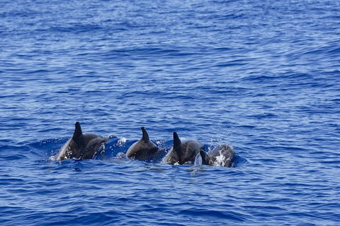 PRIVATE Whale Watching Tour - Up To 11 People In Your Group - Nelson Bay Accommodation.com 3