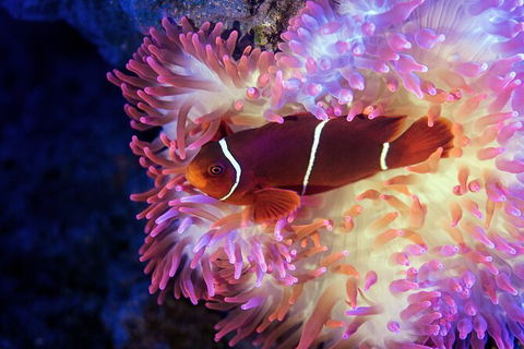 Cairns Aquarium Tour By Twilight With Drink And Appetiser - Accommodation Nelson Bay 2
